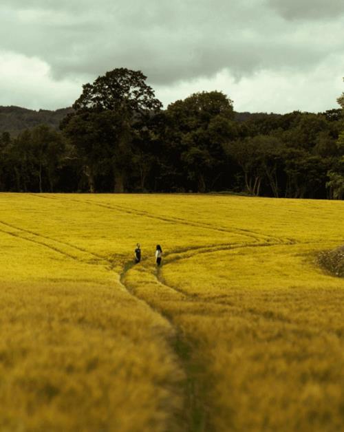 Waterford Distillery
