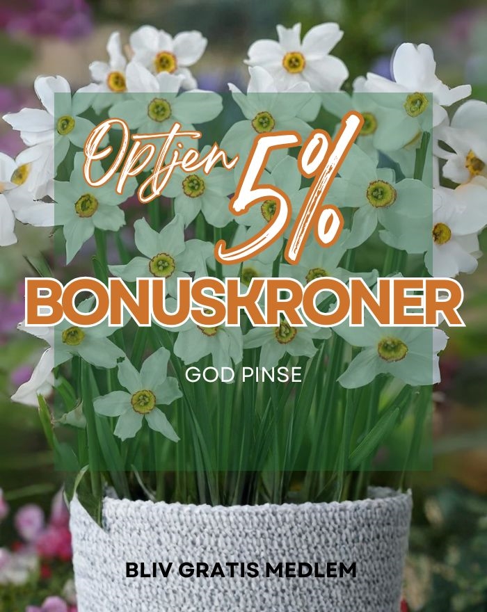 Fokus